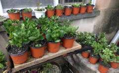 长寿花为什么致癌,探究其潜在风险与科学真相