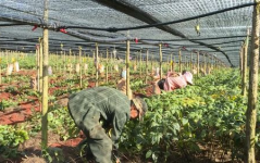 药材种植网,中药材种植指南与市场动态全面解析