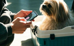 宠物狗网站,全方位解读狗狗生活与养护知识宝库