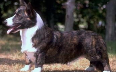 威尔斯柯基犬,历史悠久的英国小型牧羊犬品种