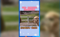 娱乐吃瓜群众歌曲,揭秘娱乐圈背后的“瓜”事