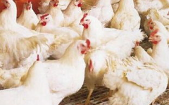 今日肉鸡价格,肉鸡价格小幅波动，供需格局影响市场动态”