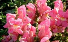 金鱼草的养殖方法,轻松培育美丽花株