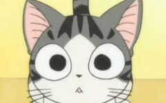 起司猫,美国短毛猫的可爱毛色与温馨故事