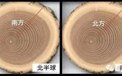 树的年轮较密的向着,树的年轮密度的秘密与生长环境的关系