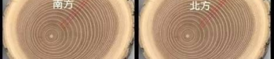 树的年轮较密的向着,树的年轮密度的秘密与生长环境的关系