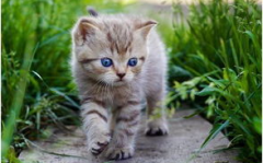 娱乐吃瓜小猫咪微博,揭秘娱乐圈幕后故事