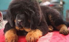 纯种藏獒价格,揭秘纯种藏獒的昂贵价值与选购指南