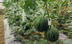 51在线吃瓜,揭秘娱乐圈幕后故事