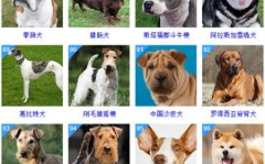 狗智商排名,十大聪明犬种解析