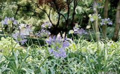 路边的爱情花,路边绽放的浪漫传说